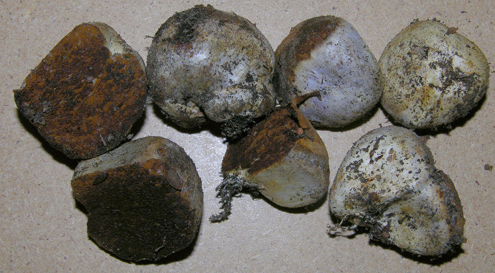 Probabile Hysterangium sp.